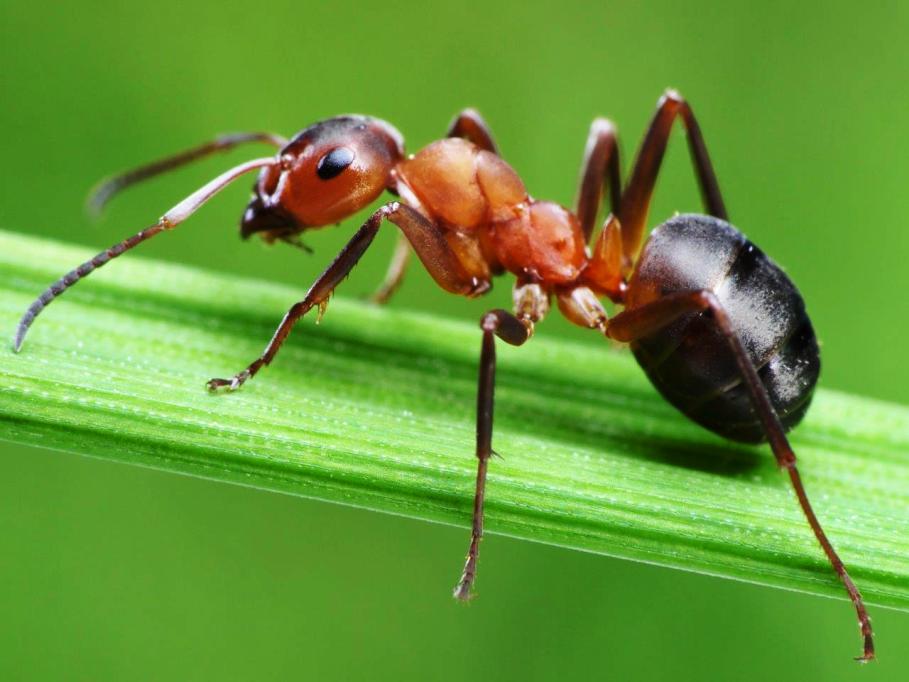 Bahan Makanan Berikut Ini Ampuh Untuk Usir Semut